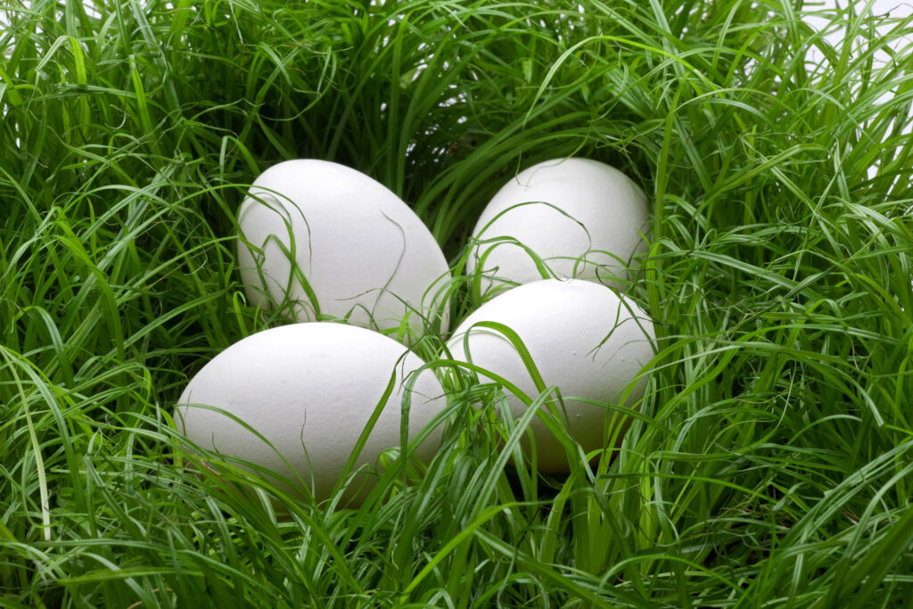 Des œufs sur de l'herbe