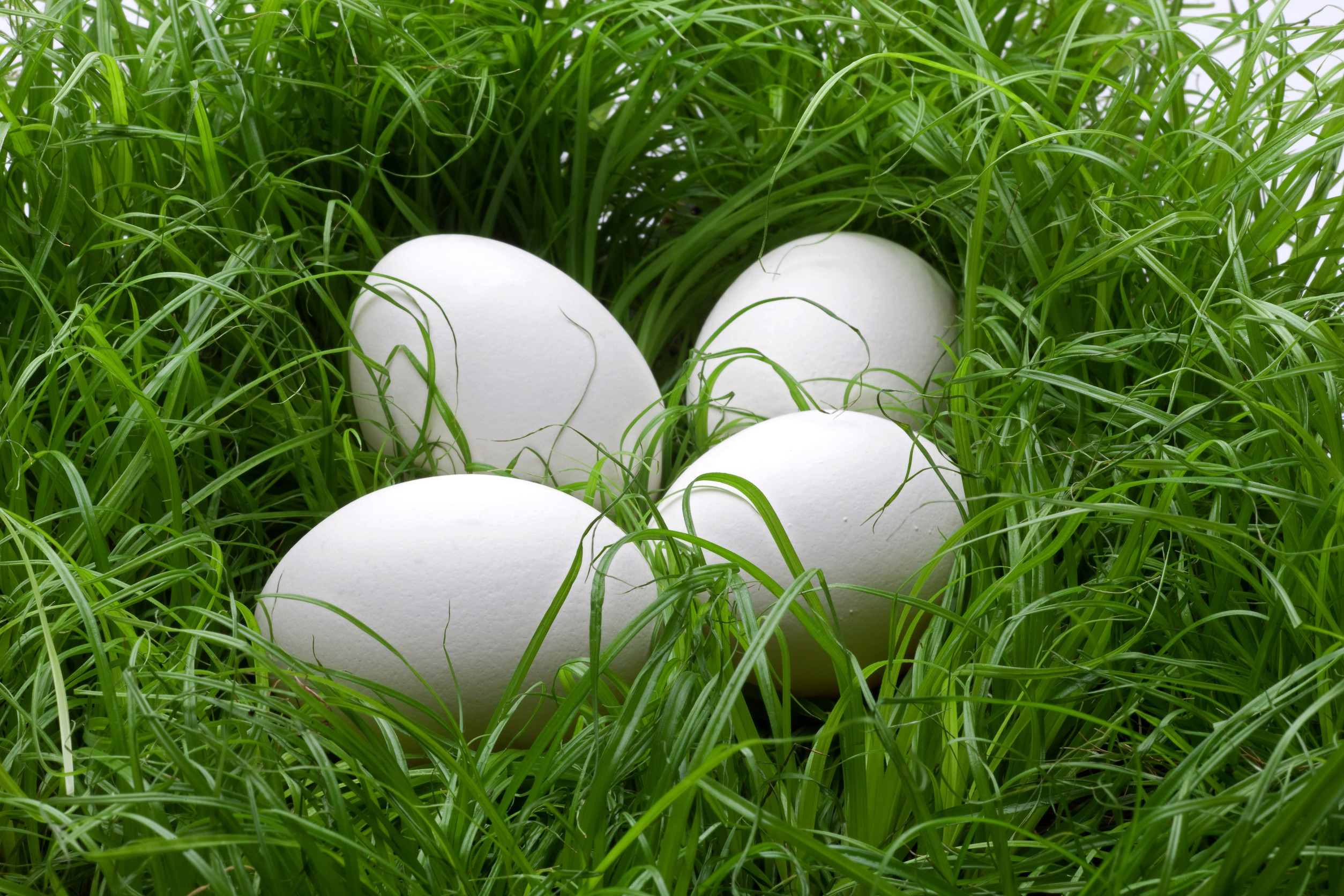 Des œufs sur de l'herbe